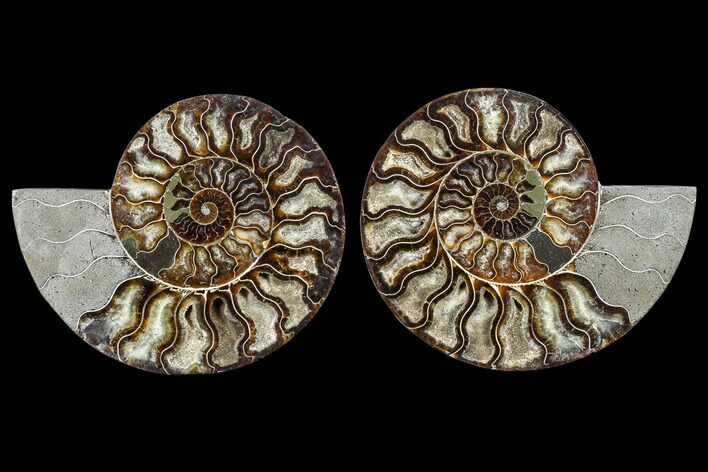Agatized Ammonite Fossil - Madagascar #113068